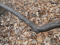 Rhododendron periclymenoides