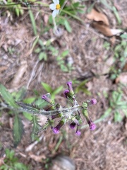 Erechtites valerianifolius