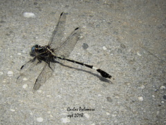 Phyllogomphoides bifasciatus