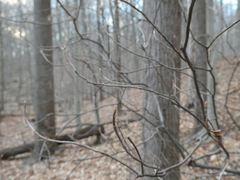 Rhododendron periclymenoides