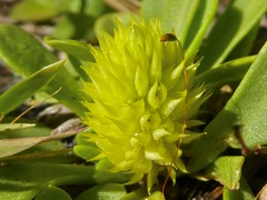 Polygala nana