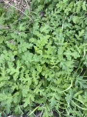 Phacelia ramosissima
