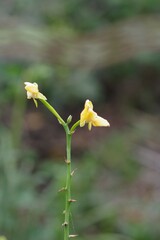 Eulophia speciosa