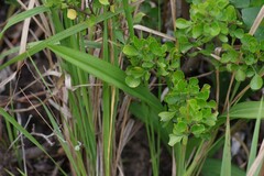 Eulophia speciosa