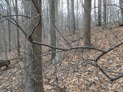 Rhododendron periclymenoides