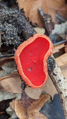 Sarcoscypha coccinea