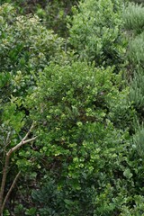 Eugenia capensis