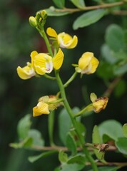 Eulophia speciosa