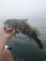 Paralabrax nebulifer