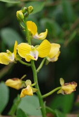 Eulophia speciosa