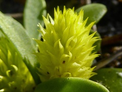 Polygala nana