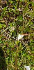 Mazus radicans