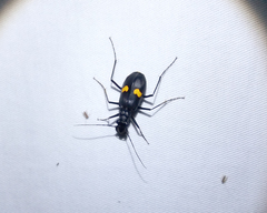 Oxycheila tristis