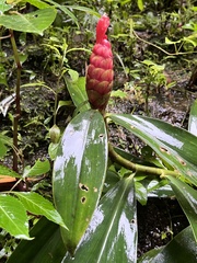 Costus