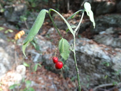 Crossopetalum gaumeri