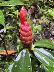 Costus