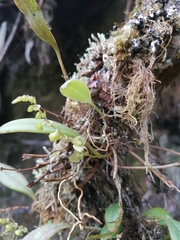 Stelis parvilabris