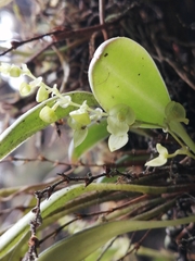 Stelis parvilabris