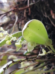Stelis parvilabris