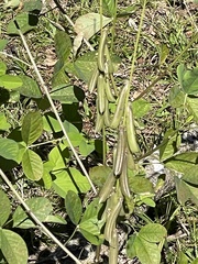 Crotalaria pallida