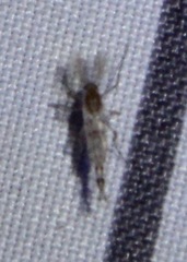 Chaoborus punctipennis