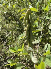 Crotalaria pallida