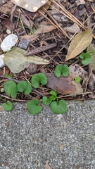 Dichondra carolinensis