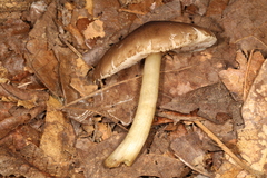 Pluteus