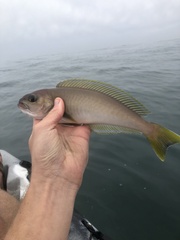 Caulolatilus princeps