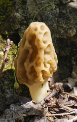 Morchella americana