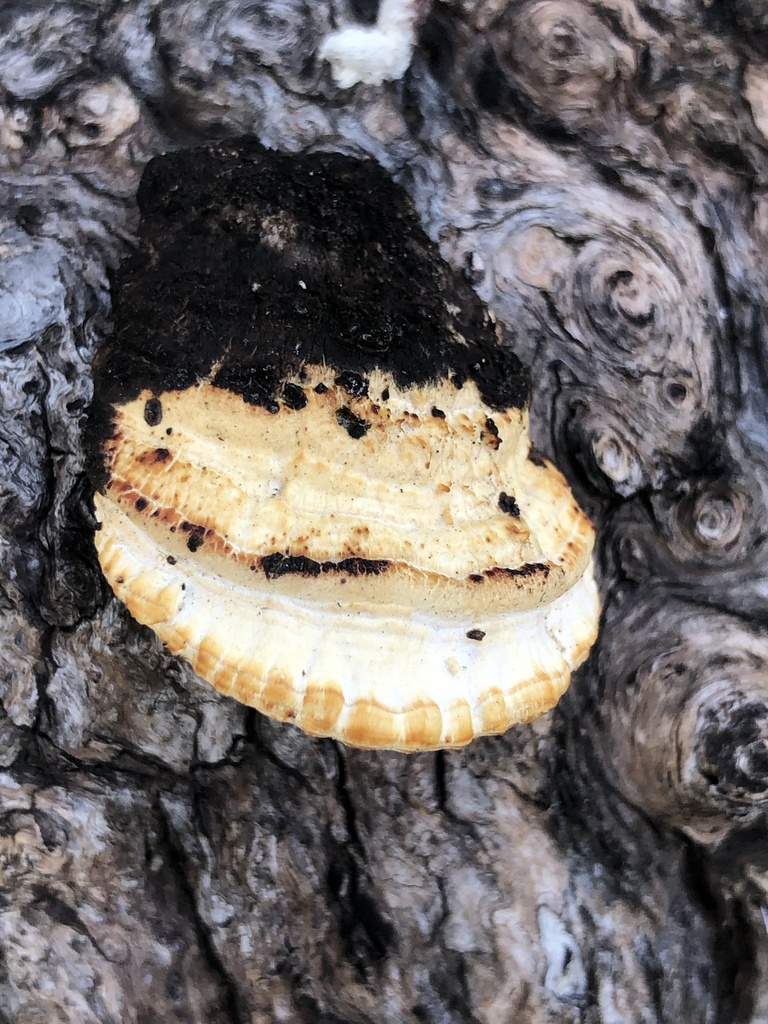 Truncospora arizonica