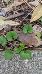 Dichondra carolinensis