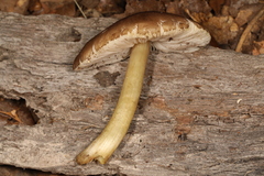 Pluteus