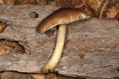 Pluteus