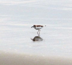 Charadrius collaris