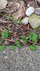 Dichondra carolinensis
