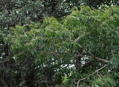 Cordia caffra
