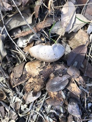 Myriostoma