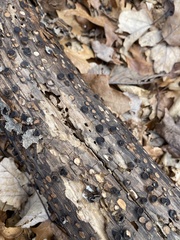 Biscogniauxia marginata