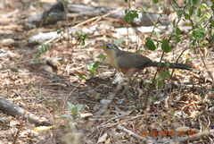 Morococcyx erythropygus