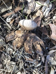 Myriostoma