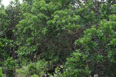 Pittosporum viridiflorum
