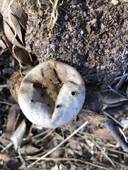Myriostoma