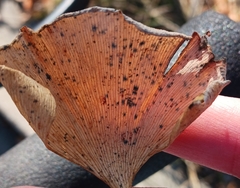 Bartheletia paradoxa