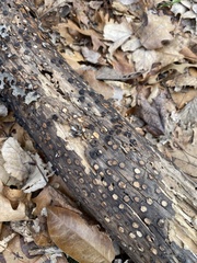 Biscogniauxia marginata