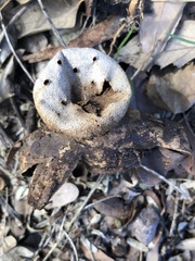 Myriostoma