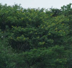 Vachellia karroo
