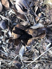 Myriostoma