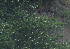 Lantana camara