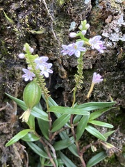 Epidendrum fimbriatum